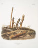 von Gemälde Mus minimus, kleine Getreideschnecke, Männchen und Weibchen, natürliche Größe - John Woodhouse Audubon — Ansicht des Kunstwerks