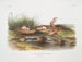 Maus des Missouri in Originalgröße - John Woodhouse Audubon — Ansicht des Kunstwerks