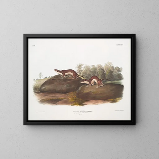 John Woodhouse Audubon - Mustela fusca  Little American Brown Weasel Natural size.webp