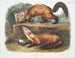 Naturgetreues Gemälde Männchen und Weibchen der Kiefernspinner im Winterfell in Originalgröße - John Woodhouse Audubon — Ansicht des Kunstwerks