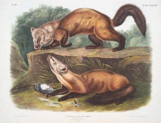 Naturgetreues Gemälde Männchen und Weibchen der Kiefernspinner im Winterfell in Originalgröße - John Woodhouse Audubon — Ansicht des Kunstwerks