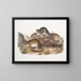 Neotoma drummondii, taille réelle - John Woodhouse Audubon — gerahmtes Bild an der Wand