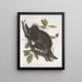 Porc-épic du Canada Hystrix dorsata - John Woodhouse Audubon — gerahmtes Bild an der Wand