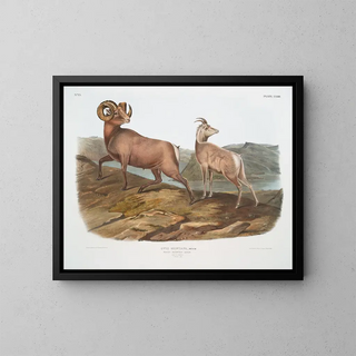 John Woodhouse Audubon - Ovis montana Rocky Mountain Sheep Male  female.webp