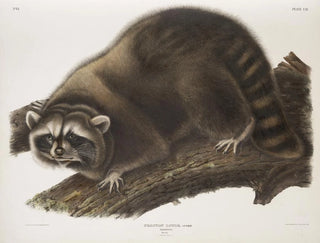 John Woodhouse Audubon - Procyon lotor Raccoon Male Natural size.webp