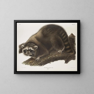 John Woodhouse Audubon - Procyon lotor Raccoon Male Natural size.webp