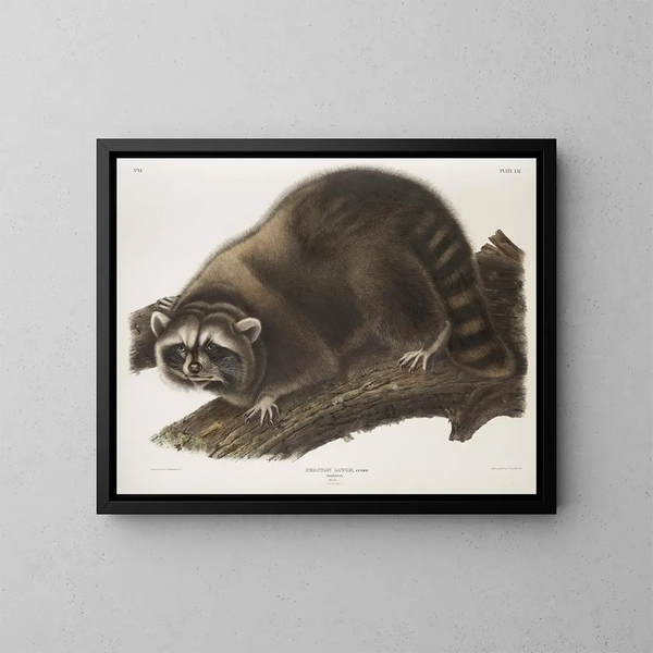 Raton laveur mâle à taille naturelle - John Woodhouse Audubon — gerahmtes Bild an der Wand