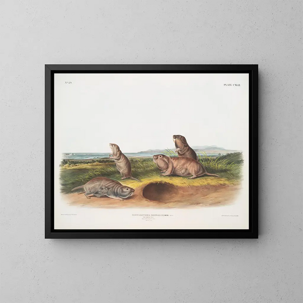 Pseudostoma borealis, der Rattenfänger von Camas, männlich, weiblich, jung, natürliche Größe - John Woodhouse Audubon — gerahmtes Bild an der Wand