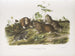 Ratte in Tasche aus Kanada in Originalgröße - John Woodhouse Audubon — Ansicht des Kunstwerks