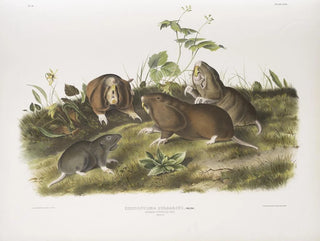 Ratte in Tasche aus Kanada in Originalgröße - John Woodhouse Audubon — Ansicht des Kunstwerks