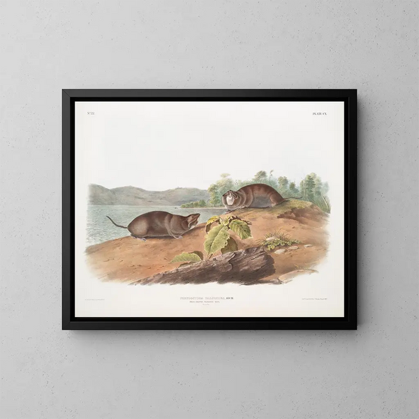 Ratte de poche à forme de taupe, taille naturelle - John Woodhouse Audubon — gerahmtes Bild an der Wand