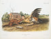 Fouine fauve mâle taille naturelle - John Woodhouse Audubon — Ansicht des Kunstwerks