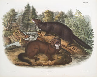 John Woodhouse Audubon - Putorius vison Mink Natural size Male  female.webp