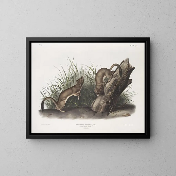 Fouine blanche taille naturelle 1 Männchen 2 Weibchen - John Woodhouse Audubon — gerahmtes Bild an der Wand