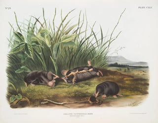 Sorex townsendii, taille naturelle - John Woodhouse Audubon — Ansicht des Kunstwerks