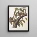 Sciurus carolinensis, Grauhörnchen aus Carolina, natürliche Größe, männlich und weiblich - John Woodhouse Audubon — gerahmtes Bild an der Wand