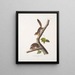 Sciurus richardsonii, kolumbianisches Eichhörnchen von Richardson, naturgetreu, männlich und weiblich - John Woodhouse Audubon — gerahmtes Bild an der Wand