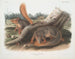 Eichhörnchen in Originalgröße - John Woodhouse Audubon — Ansicht des Kunstwerks