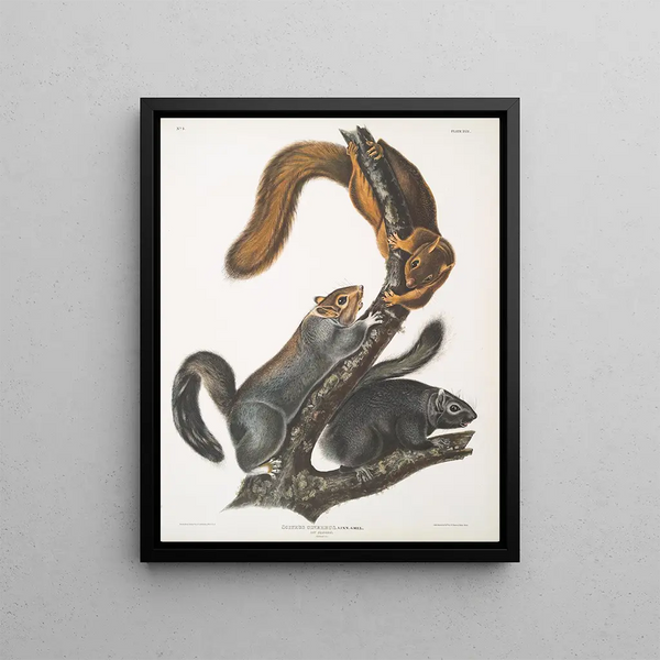 John Woodhouse Audubon - Sciurus cinereus Cat Squirrel Natural size.webp
