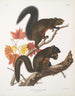 Sciurus longipilis Eichhörnchen mit langem Fell Natürliche Größe - John Woodhouse Audubon — Ansicht des Kunstwerks