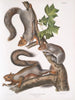 Sciurus migratorius Eichhörnchen Wanderer Natürliche Größe 1 Alter Männlich 2 Weibchen 3 Junge - John Woodhouse Audubon — Ansicht des Kunstwerks