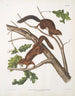 John Woodhouse Audubon — Ansicht des Kunstwerks