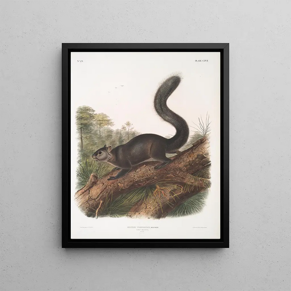 John Woodhouse Audubon - Sciurus nigrenscens Dusky Sqiurrel Male Natural size.webp