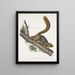 John Woodhouse Audubon — gerahmtes Bild an der Wand