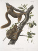 Sciurus subauratus, orange Bauch Eichhörnchen, männlich und weiblich, natürliche Größe - John Woodhouse Audubon — Ansicht des Kunstwerks