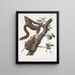 Sciurus subauratus, orange Bauch Eichhörnchen, männlich und weiblich, natürliche Größe - John Woodhouse Audubon — gerahmtes Bild an der Wand