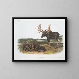 John Woodhouse Audubon - Servus alces Moose Deer Old male  young.webp