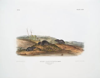 John Woodhouse Audubon - Sorex Carolinensis Carolina Shrew Males  female Natural size.webp
