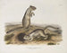 Spermophile de Douglas à taille naturelle - John Woodhouse Audubon — Ansicht des Kunstwerks