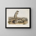 Spermophile de Douglas à taille naturelle - John Woodhouse Audubon — gerahmtes Bild an der Wand