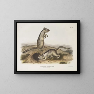 Spermophile de Douglas à taille naturelle - John Woodhouse Audubon — gerahmtes Bild an der Wand