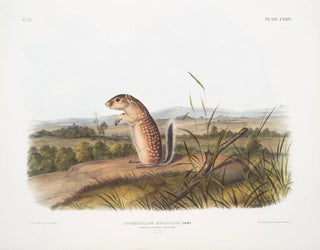 John Woodhouse Audubon - Spermophilus Mexicanus Mexican Marmot Squirrel Male Natural size.webp