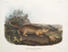 Spermophile de Parry in Originalgröße - John Woodhouse Audubon — Ansicht des Kunstwerks
