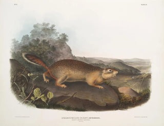 John Woodhouse Audubon - Spermophilus Parryi Parrys Marmot Squirrel Natural size.webp