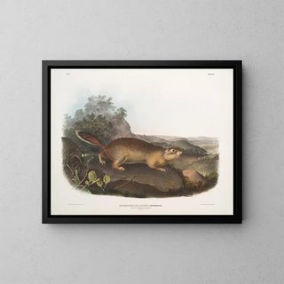 John Woodhouse Audubon - Spermophilus Parryi Parrys Marmot Squirrel Natural size.webp