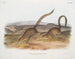 Spermophile annelé taille naturelle - John Woodhouse Audubon — Ansicht des Kunstwerks