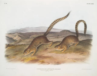 Spermophile annelé taille naturelle - John Woodhouse Audubon — Ansicht des Kunstwerks