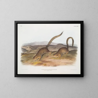 Spermophile annelé taille naturelle - John Woodhouse Audubon — gerahmtes Bild an der Wand