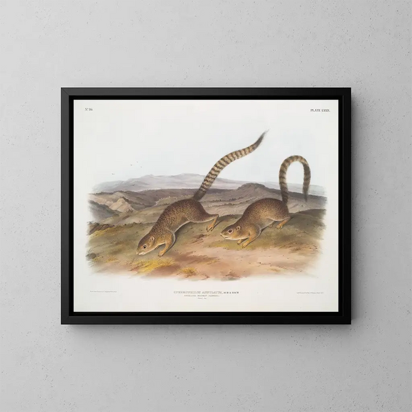 Spermophile annelé taille naturelle - John Woodhouse Audubon — gerahmtes Bild an der Wand