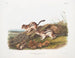 Spermophile seitlich in Originalgröße - John Woodhouse Audubon — Ansicht des Kunstwerks