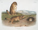 Spermophile von Ludovic - John Woodhouse Audubon — Ansicht des Kunstwerks