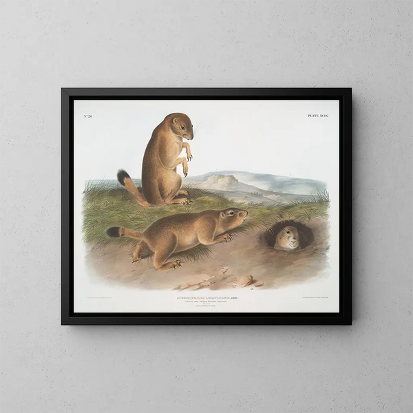 Spermophile von Ludovic - John Woodhouse Audubon — gerahmtes Bild an der Wand