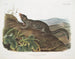 Großes Männliches Eichhörnchen mit großem Schwanz - John Woodhouse Audubon — Ansicht des Kunstwerks