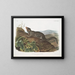 Großes Männliches Eichhörnchen mit großem Schwanz - John Woodhouse Audubon — gerahmtes Bild an der Wand