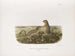 John Woodhouse Audubon — Ansicht des Kunstwerks
