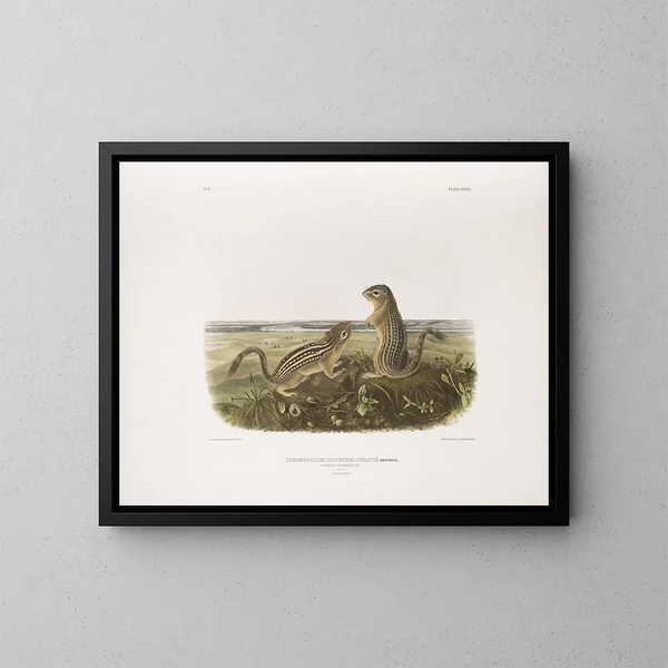 John Woodhouse Audubon — gerahmtes Bild an der Wand